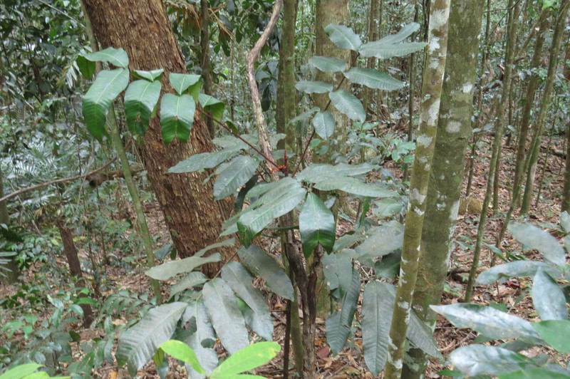 Aglaia meridionalis