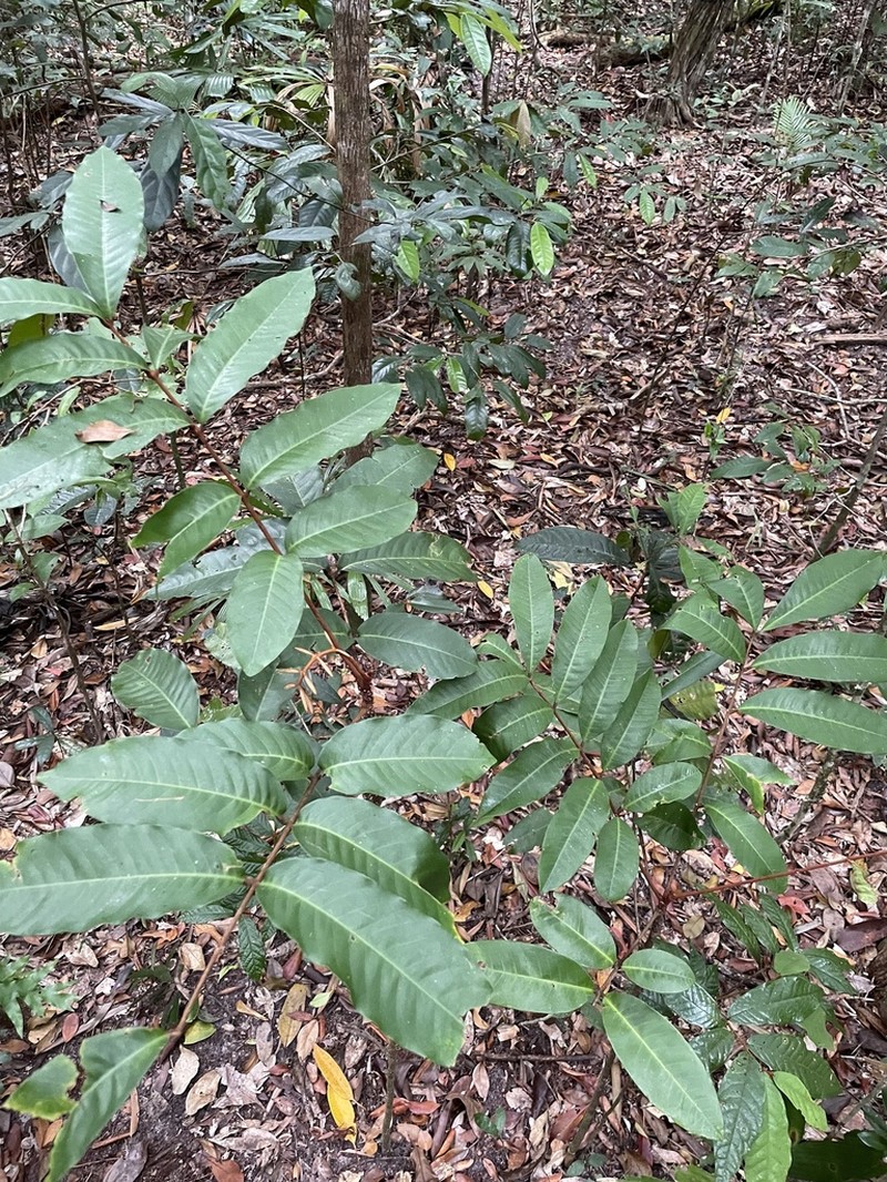 Aglaia meridionalis photo 4