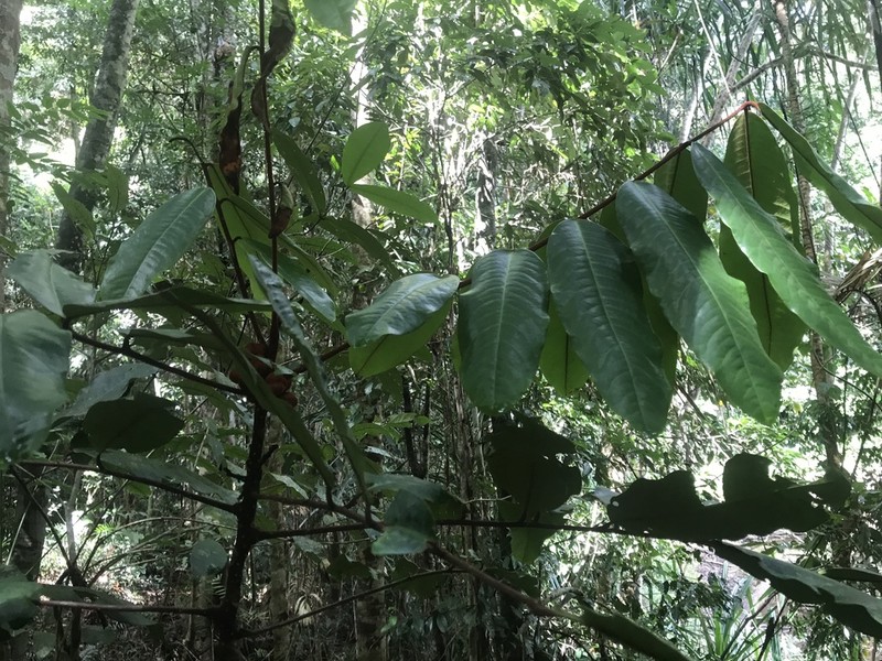 Aglaia meridionalis photo 6