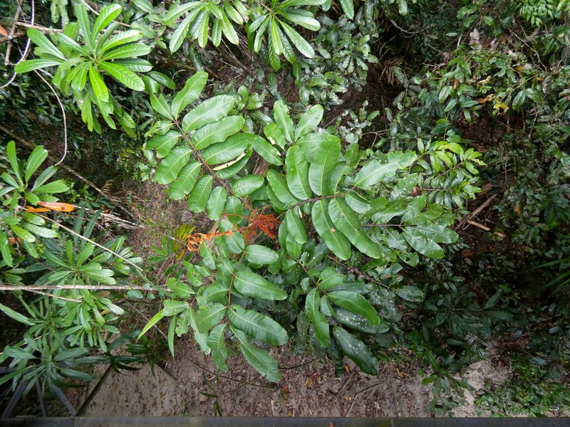 Aglaia meridionalis photo 7