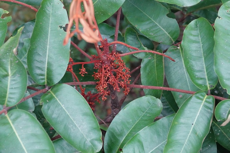 Aglaia meridionalis photo 8