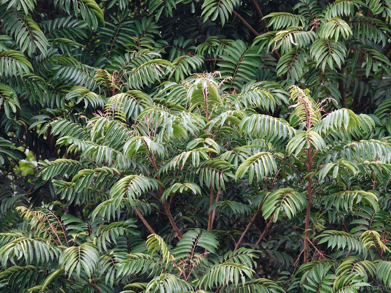 Aglaia multinervis photo 5