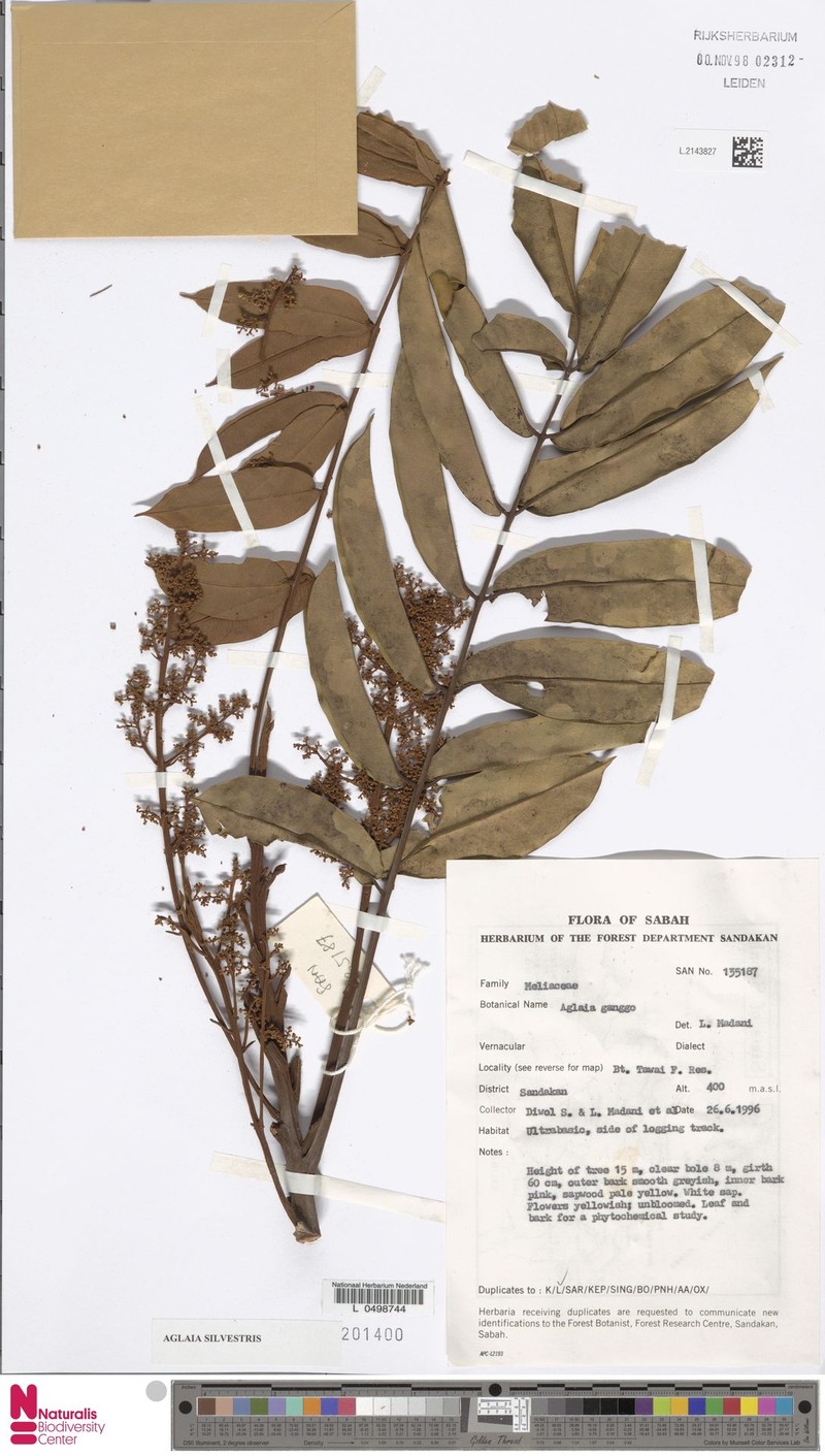 Aglaia nyaruensis