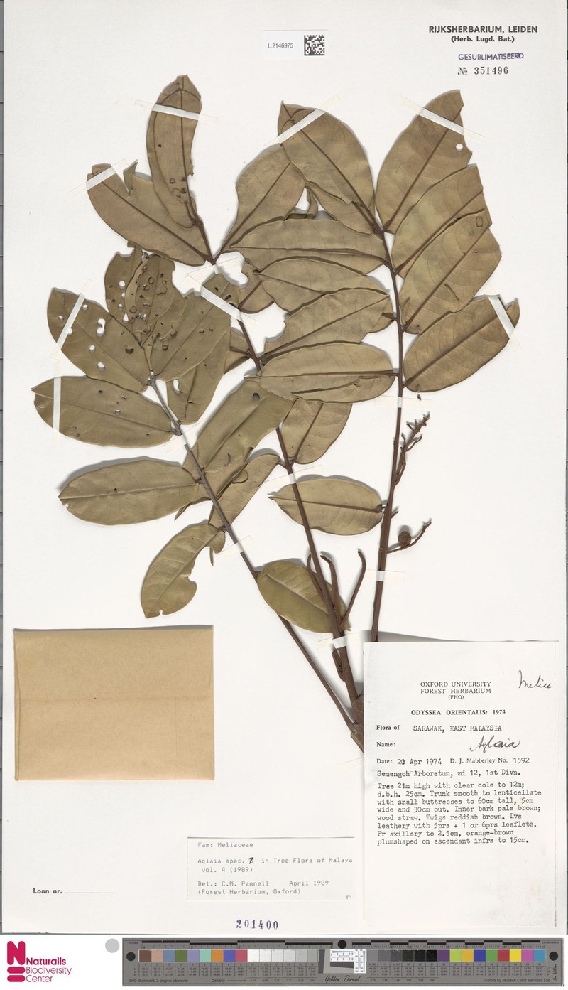 Aglaia nyaruensis photo 2