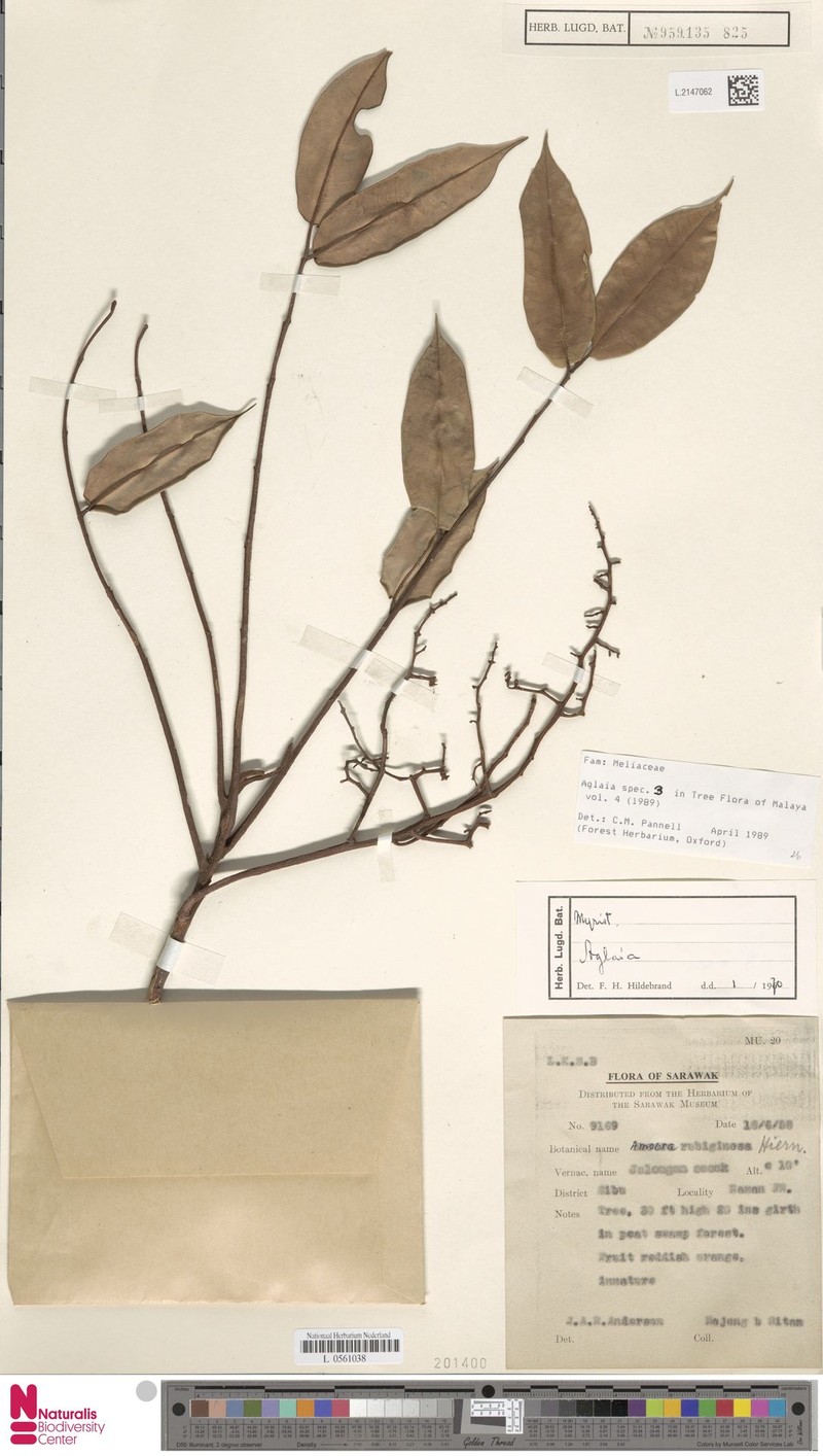 Aglaia nyaruensis photo 3