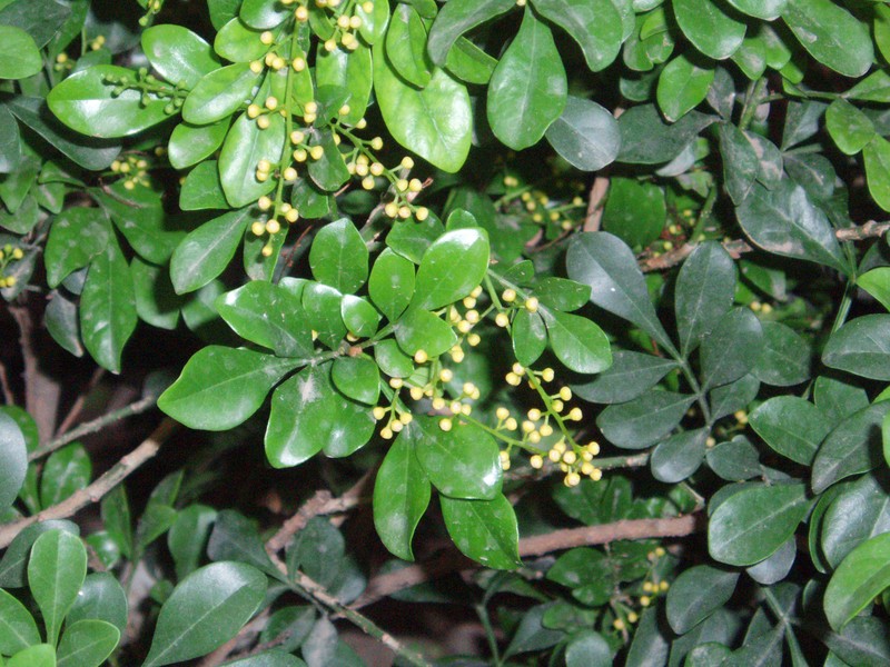 Aglaia odorata
