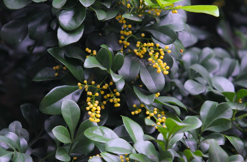 Aglaia odorata photo 2