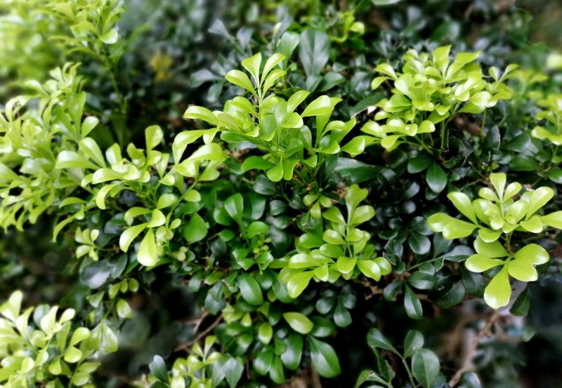 Aglaia odorata photo 3