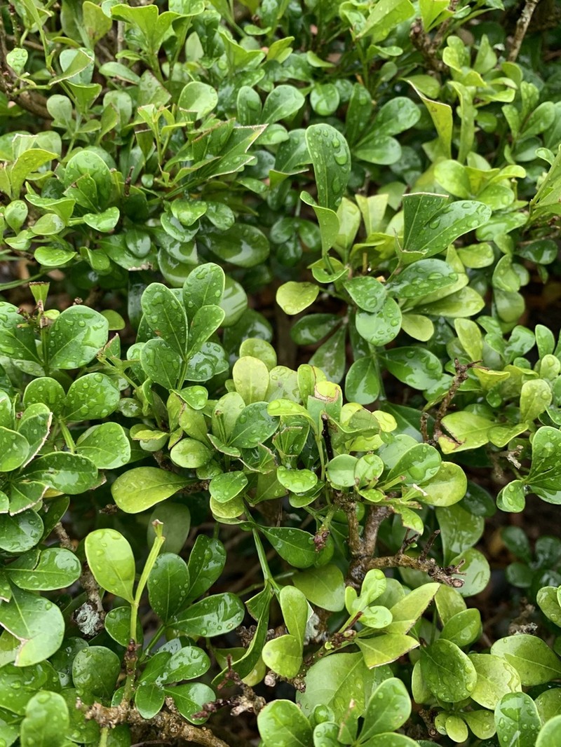Aglaia odorata photo 4