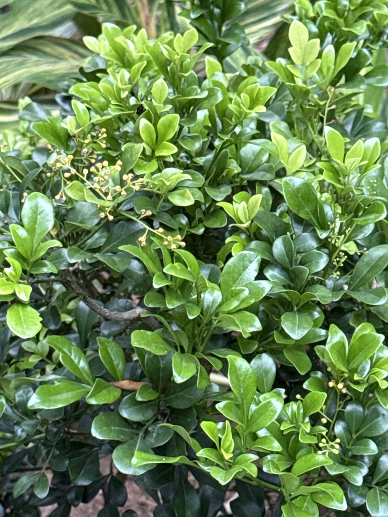 Aglaia odorata photo 5