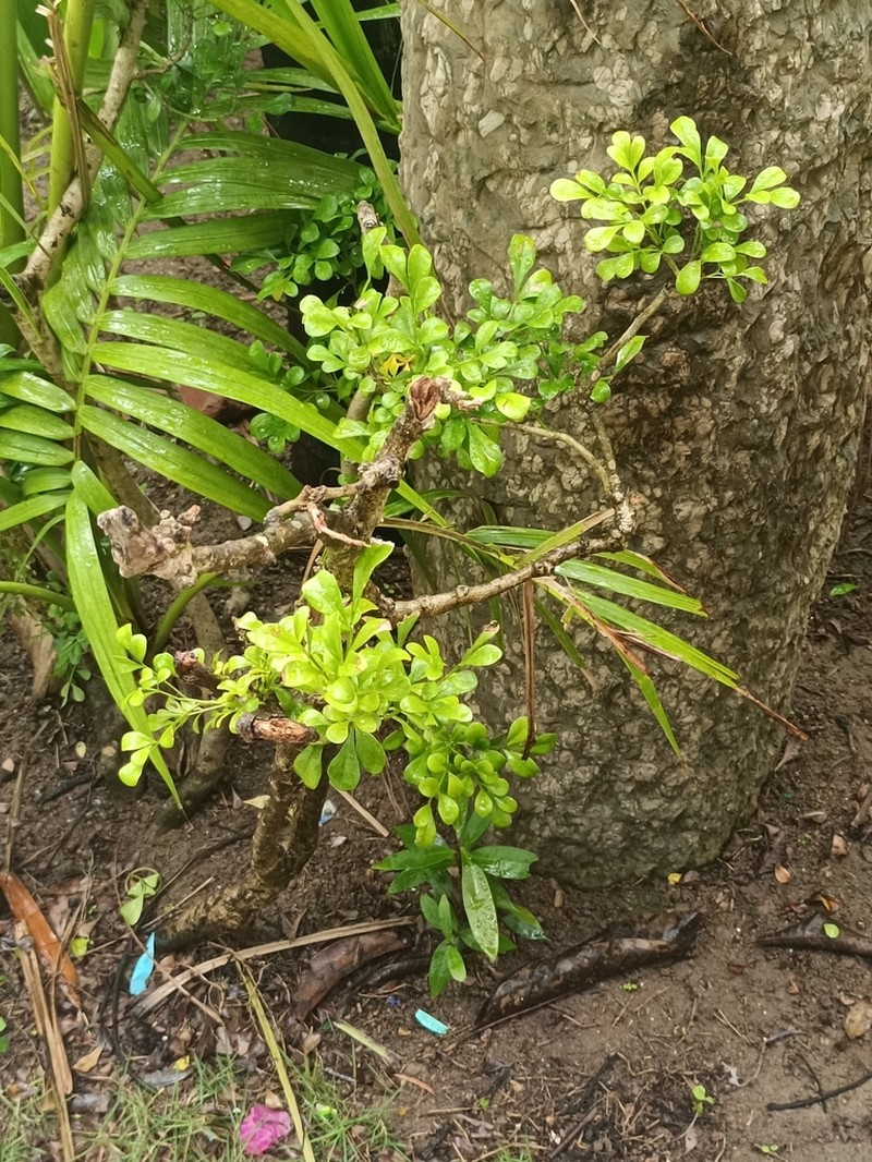 Aglaia odorata photo 8