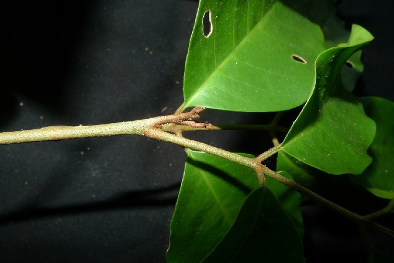Aglaia odoratissima photo 2
