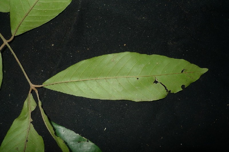 Aglaia odoratissima photo 3
