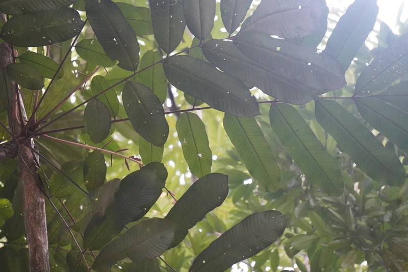Aglaia pachyphylla photo 2