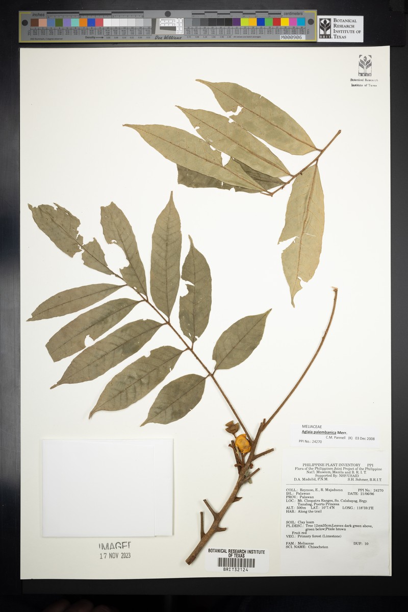 Aglaia palembanica photo 2