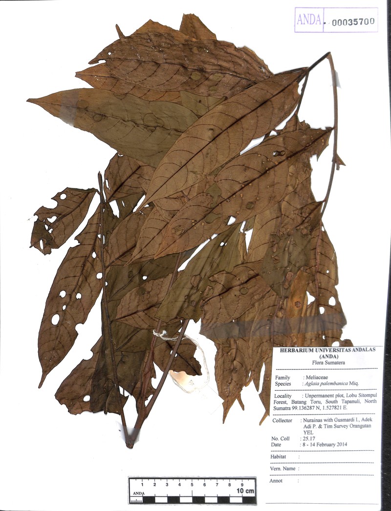 Aglaia palembanica photo 3