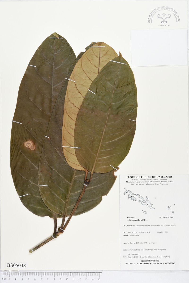 Aglaia parviflora photo 2