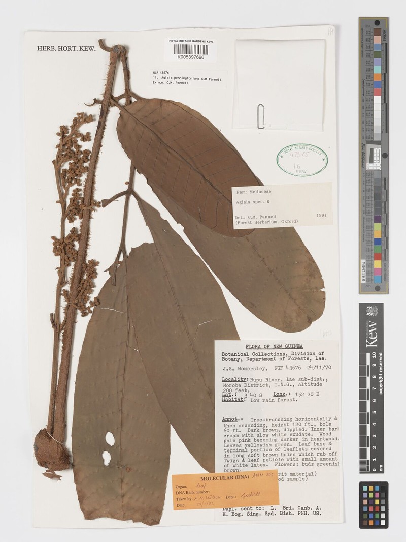 Aglaia penningtoniana