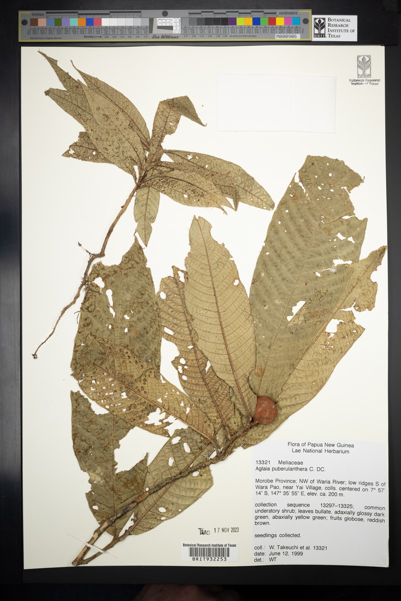 Aglaia puberulanthera photo 2