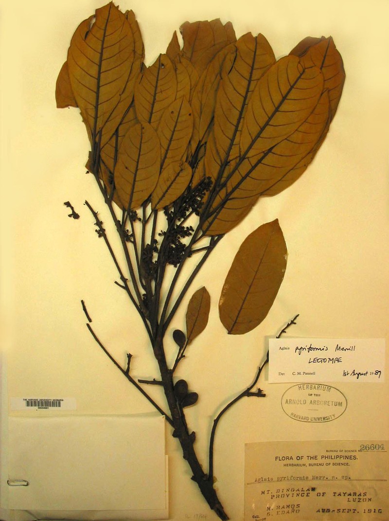 Aglaia pyriformis