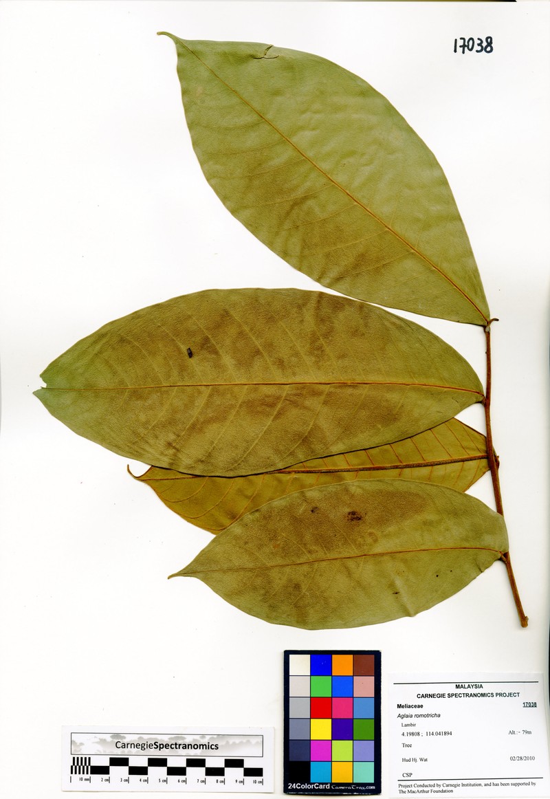 Aglaia ramotricha photo 2