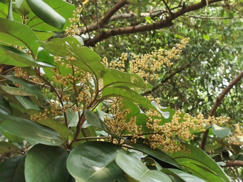 Aglaia rimosa photo 2