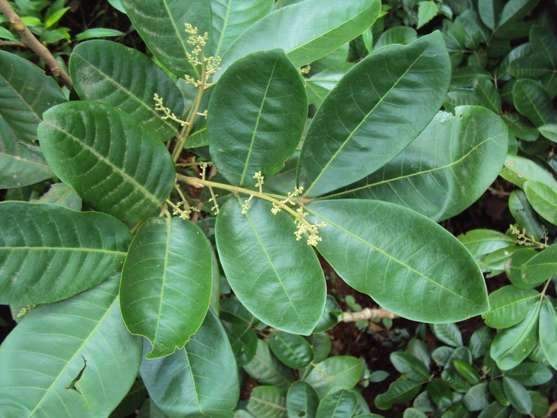 Aglaia roxburghiana