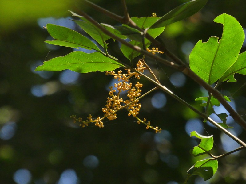 Aglaia roxburghiana photo 4