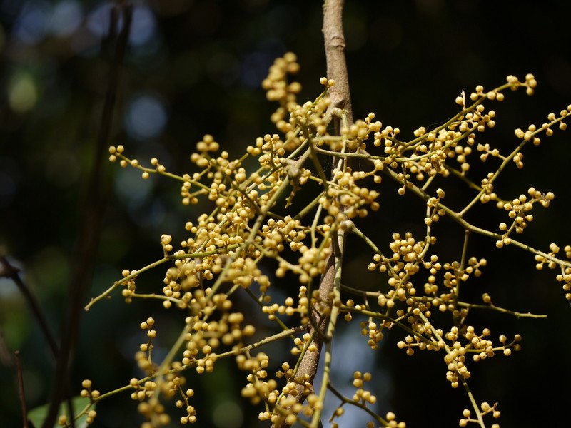 Aglaia roxburghiana photo 5