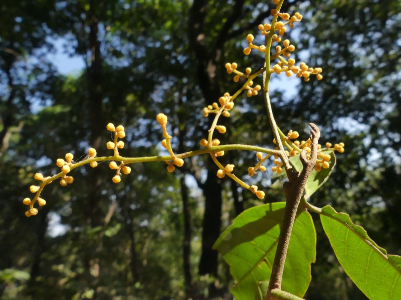 Aglaia roxburghiana photo 6