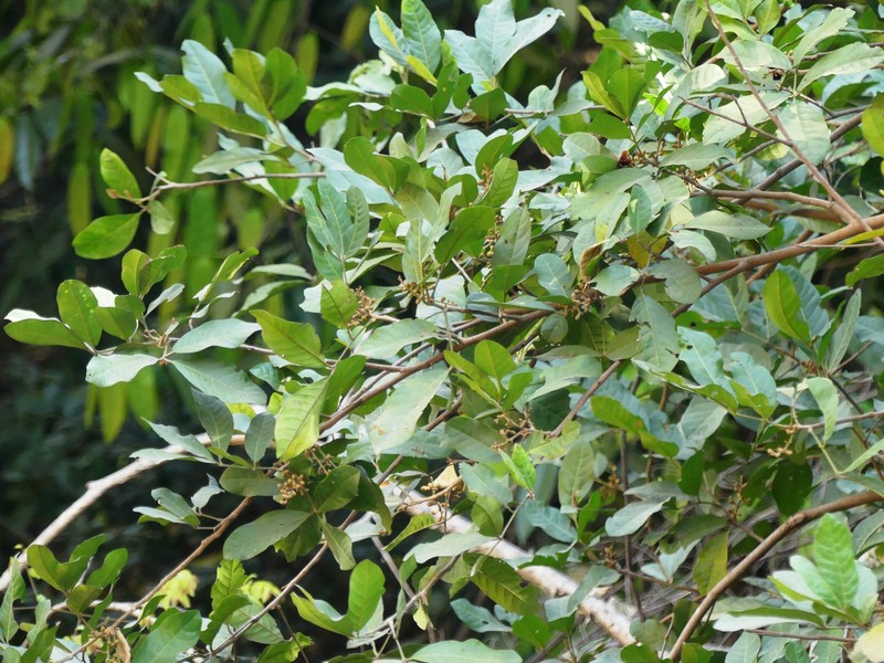 Aglaia roxburghiana photo 7