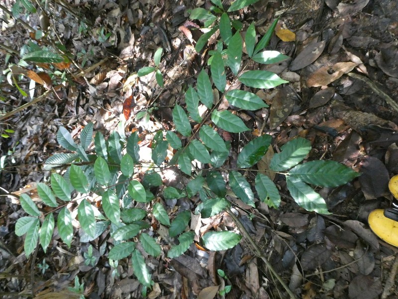 Aglaia rufinervis photo 2
