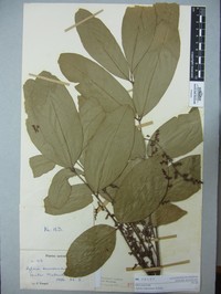 Aglaia samoensis