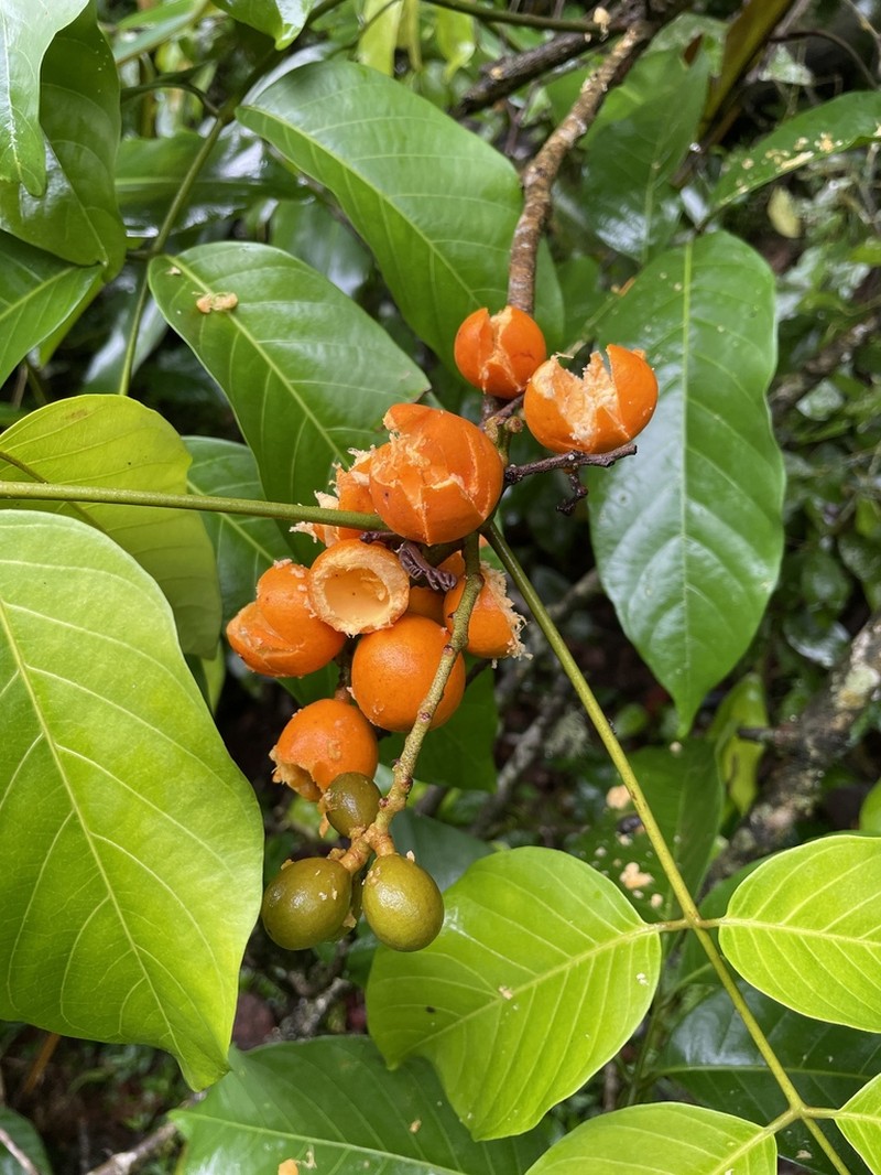 Aglaia sapindina photo 5