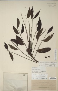 Aglaia silvestris
