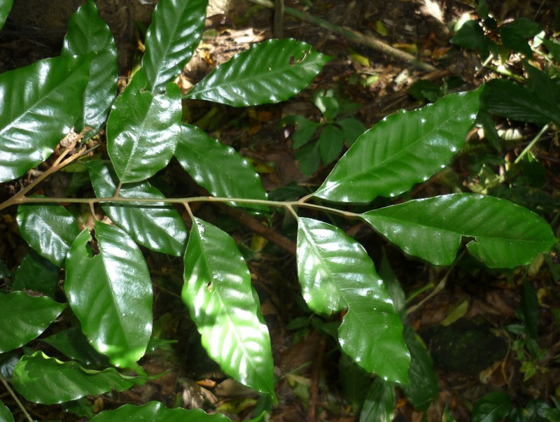 Aglaia silvestris photo 3