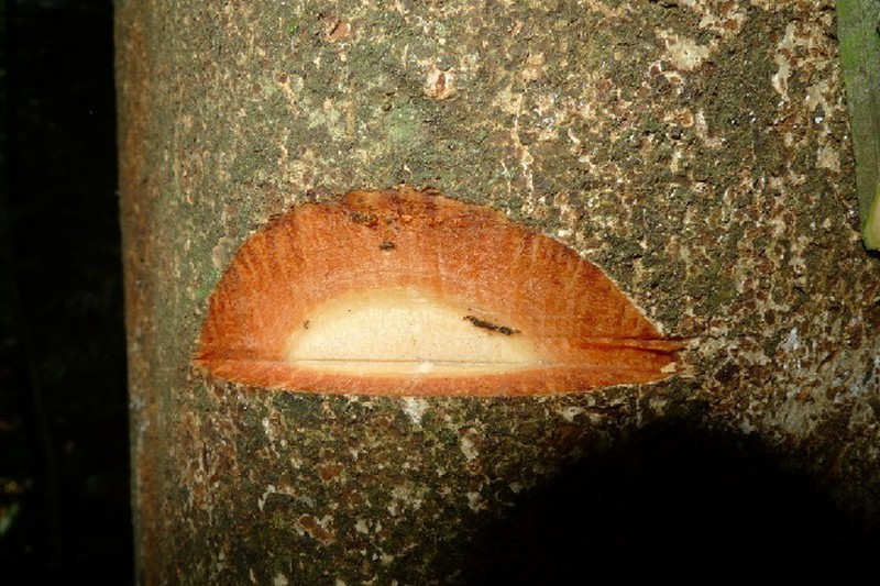 Aglaia silvestris photo 4