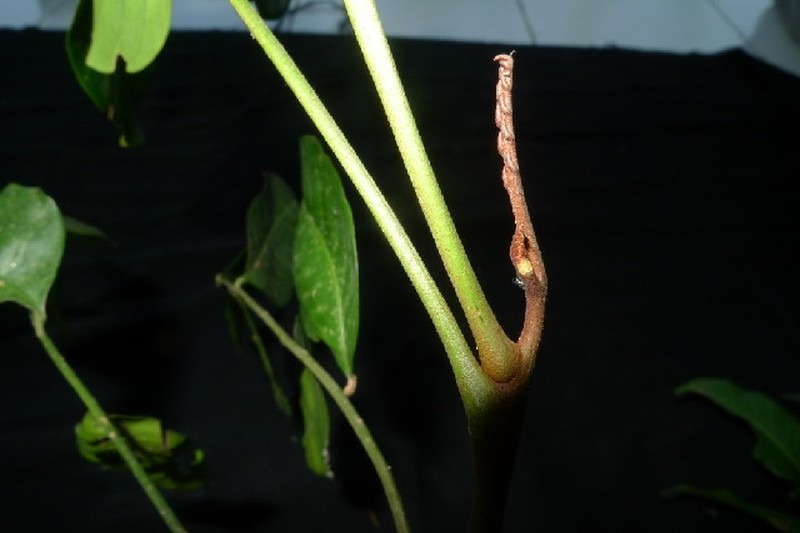 Aglaia silvestris photo 5