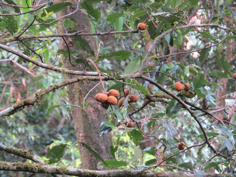 Aglaia simplicifolia