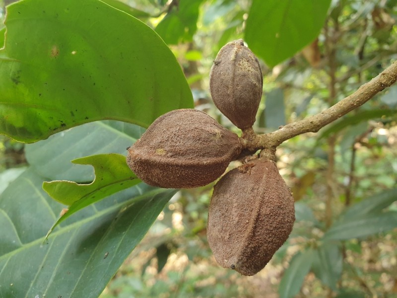 Aglaia simplicifolia photo 3