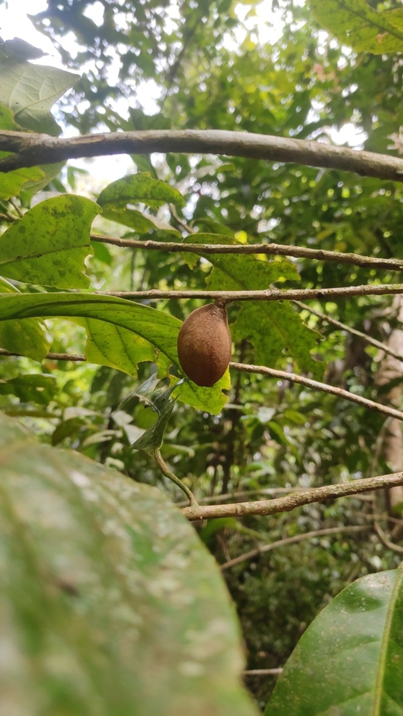 Aglaia simplicifolia photo 4