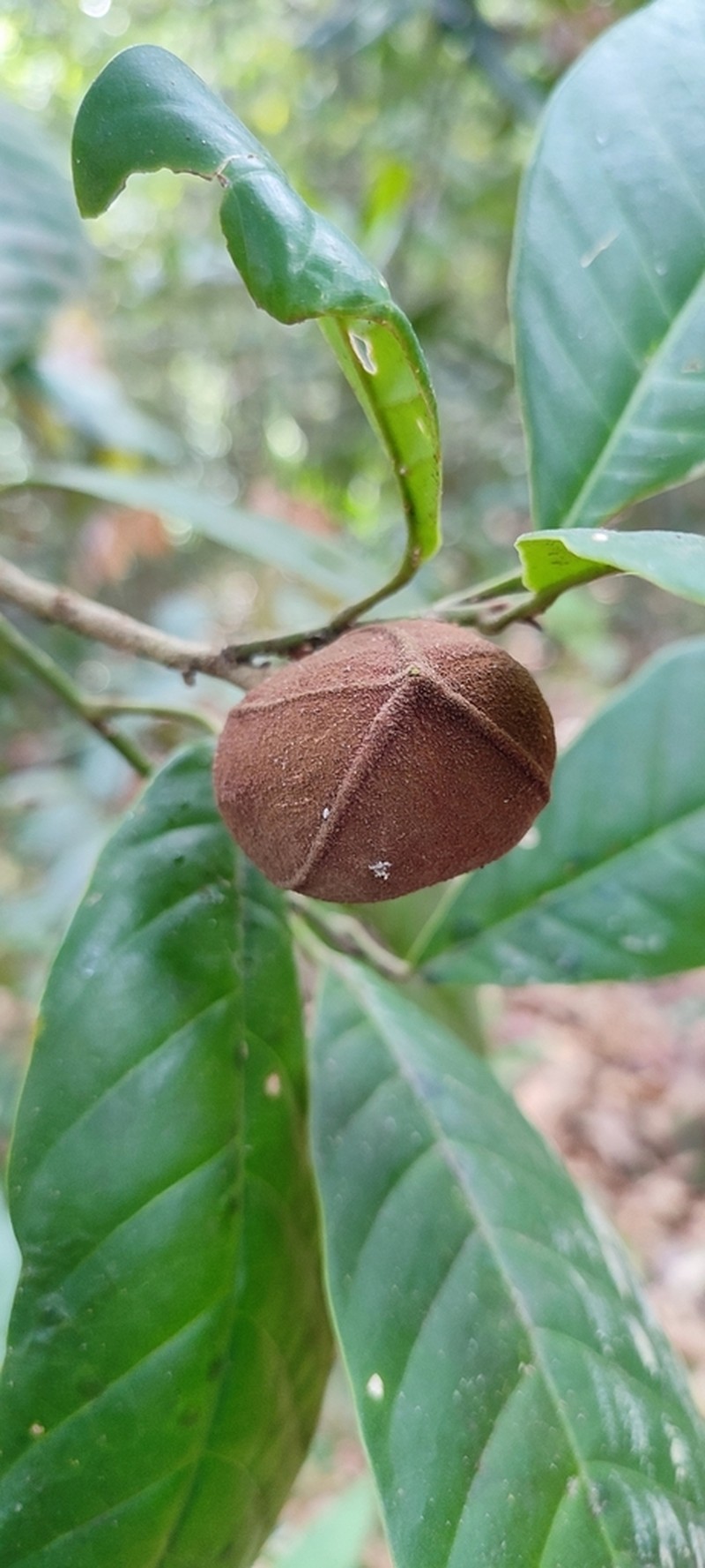 Aglaia simplicifolia photo 5