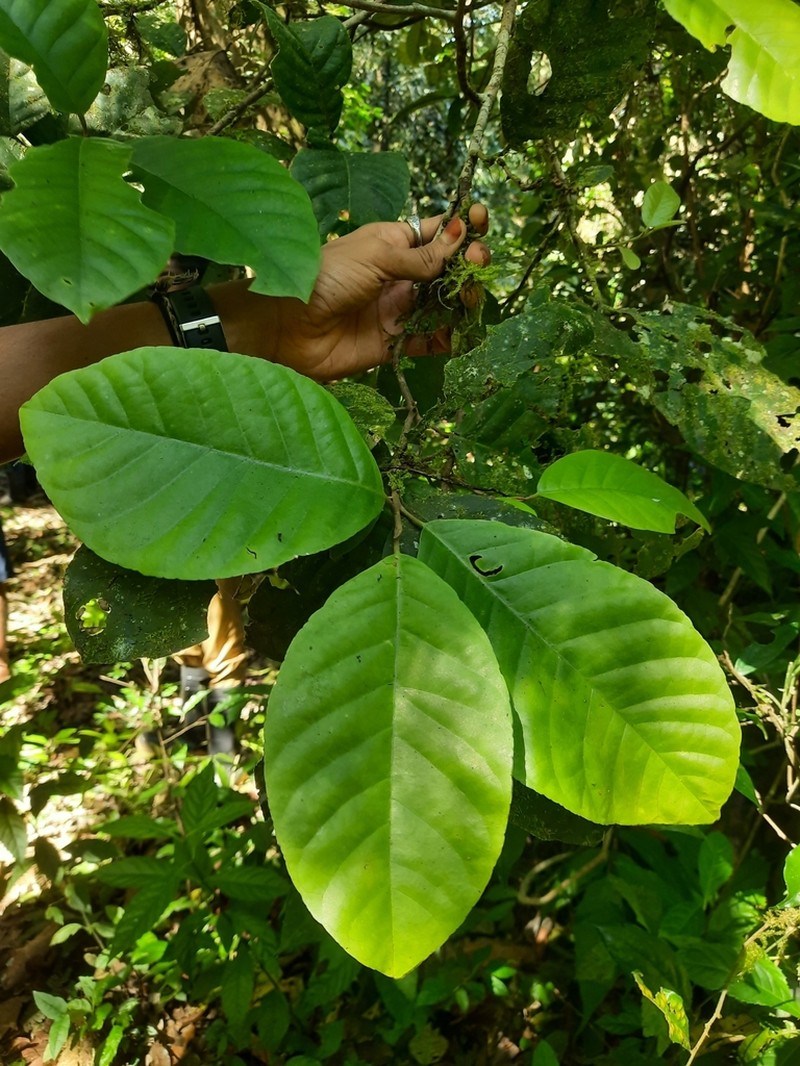 Aglaia simplicifolia photo 8