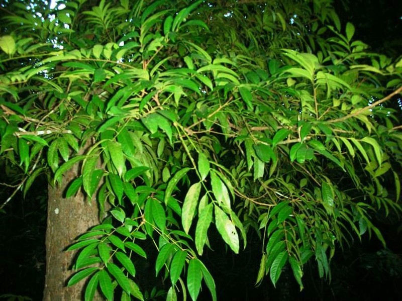 Aglaia spectabilis