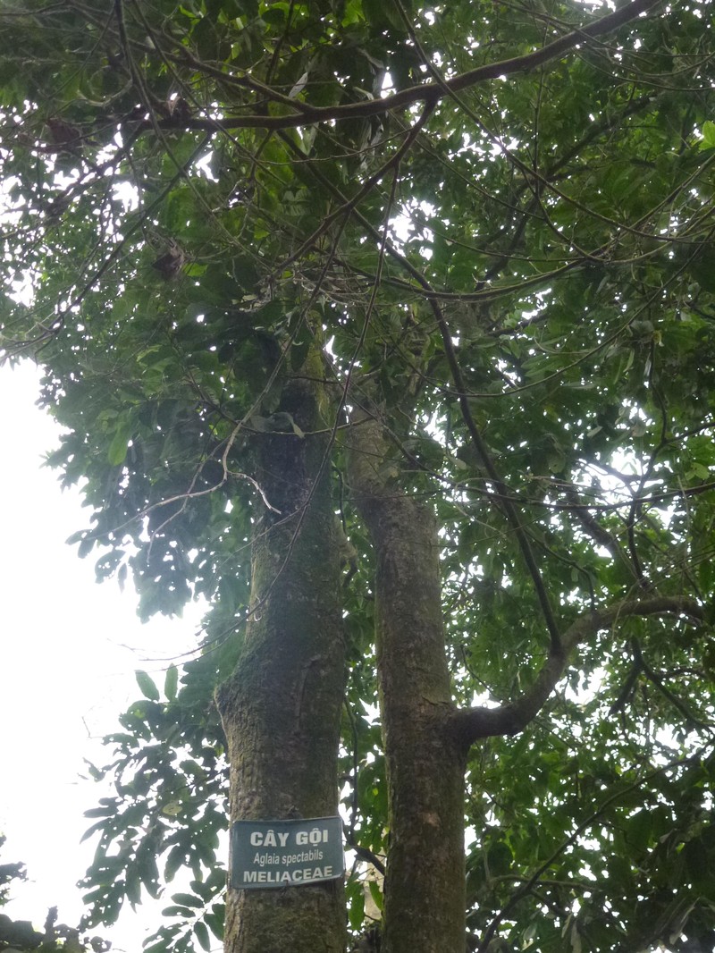 Aglaia spectabilis photo 2