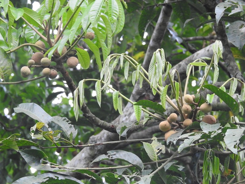 Aglaia spectabilis photo 4