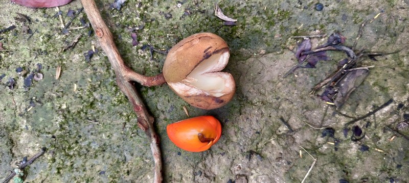Aglaia spectabilis photo 5