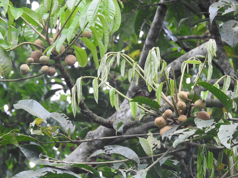 Aglaia spectabilis photo 6