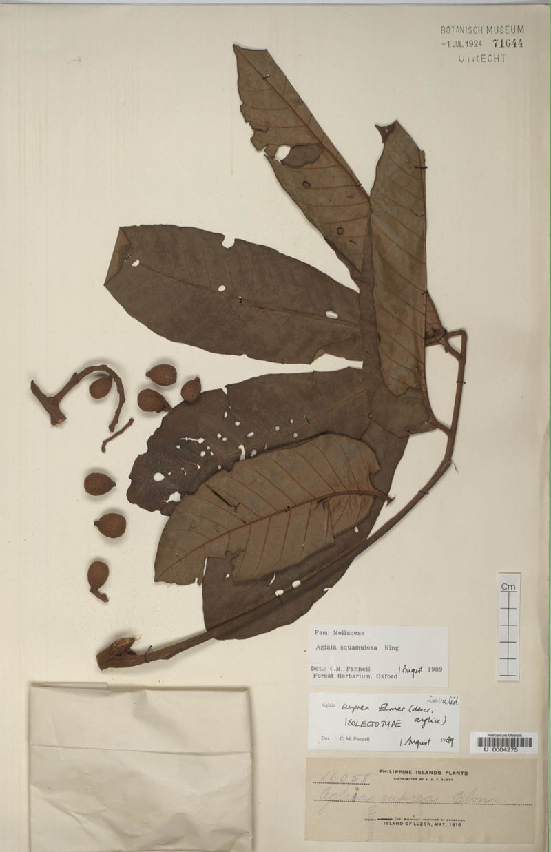 Aglaia squamulosa