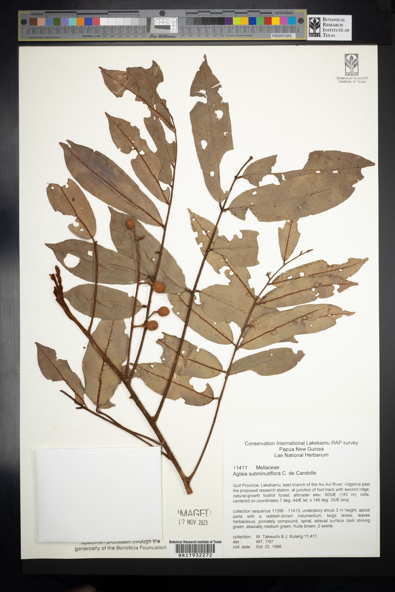 Aglaia subminutiflora